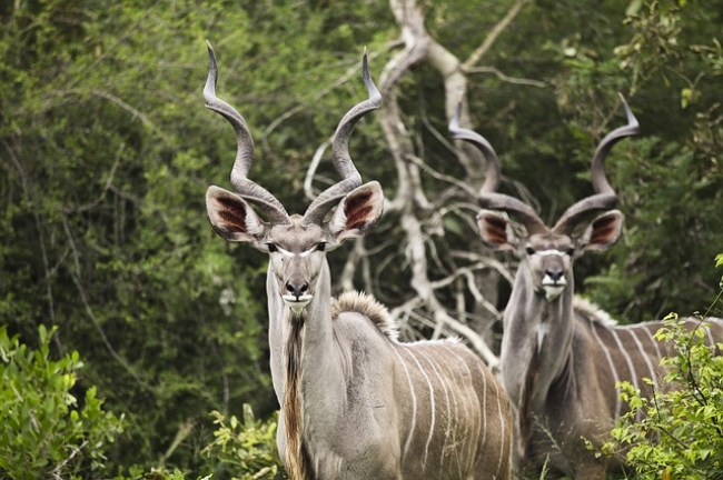 Sudfrica en Reserva Privada