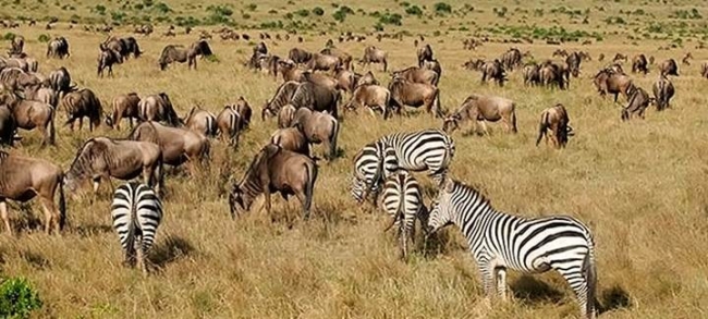 Kenia y Tanzania al completo