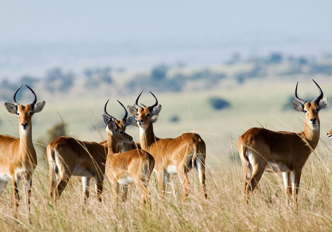 Kenia y Tanzania al completo