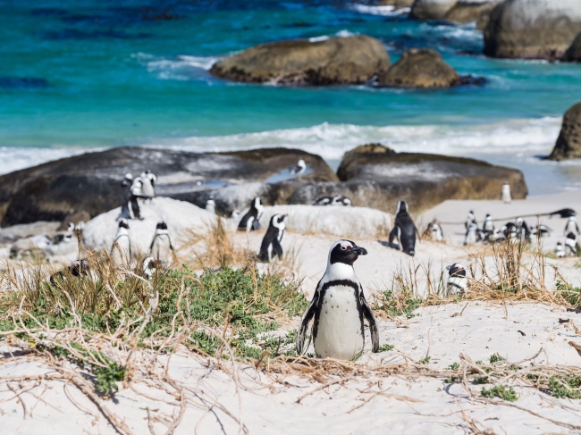 Sudafrica - Isla Mauricio