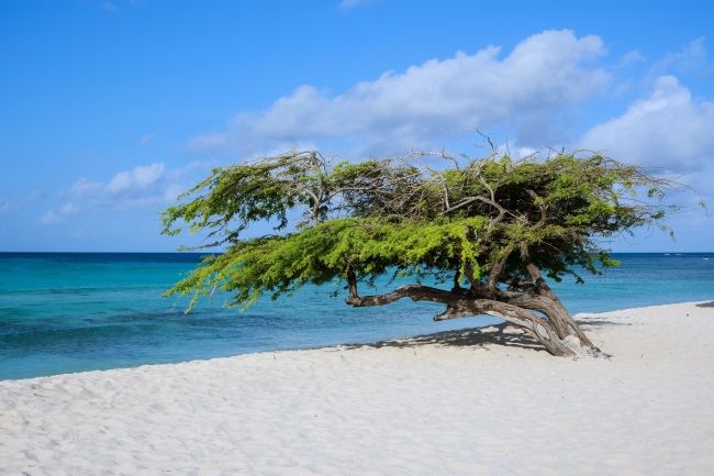 Panam� y Aruba